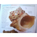 Shells